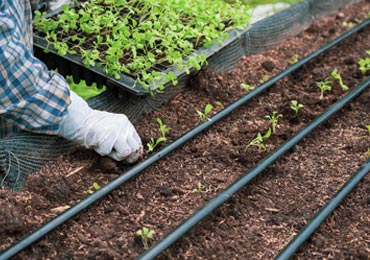 نصب و تعمیر آبیاری قطره ای همه کارا
